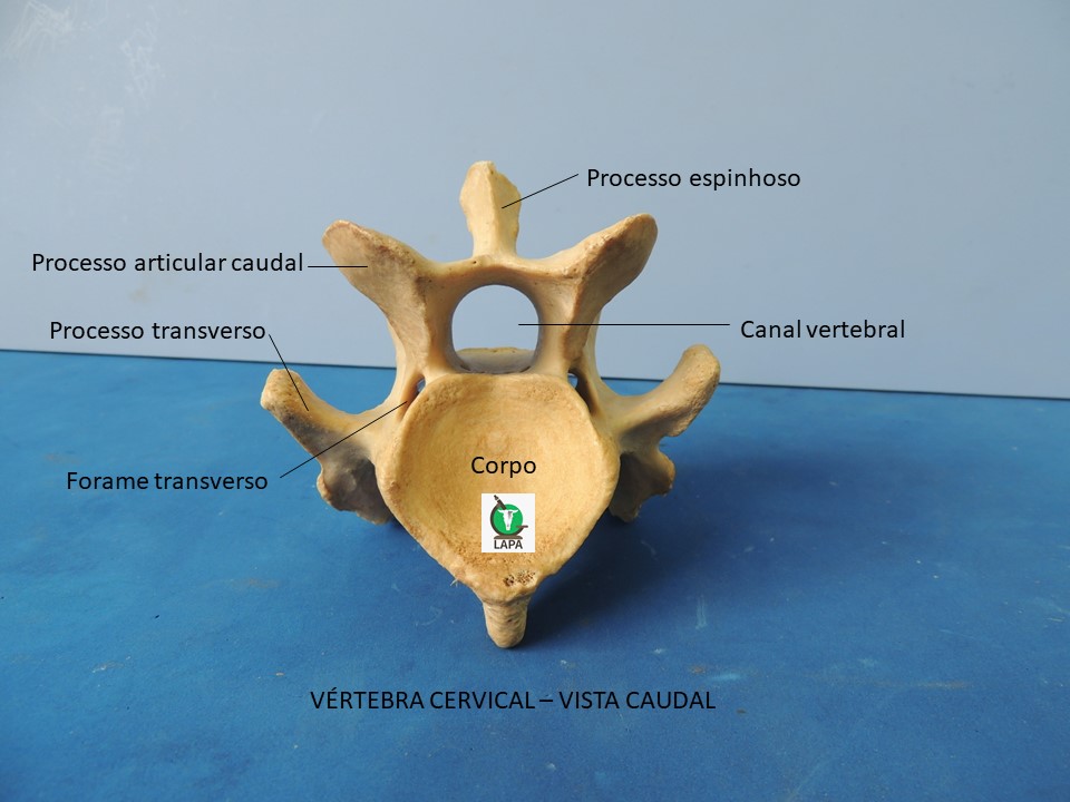 vértebra cervical vista caudal