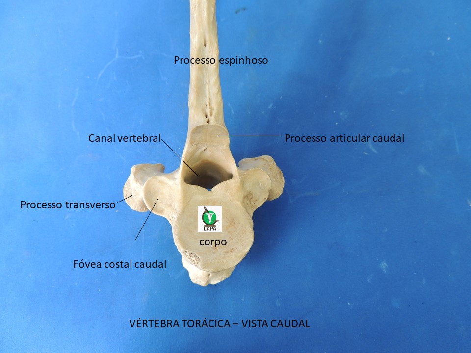 vértebra torácica vista caudal