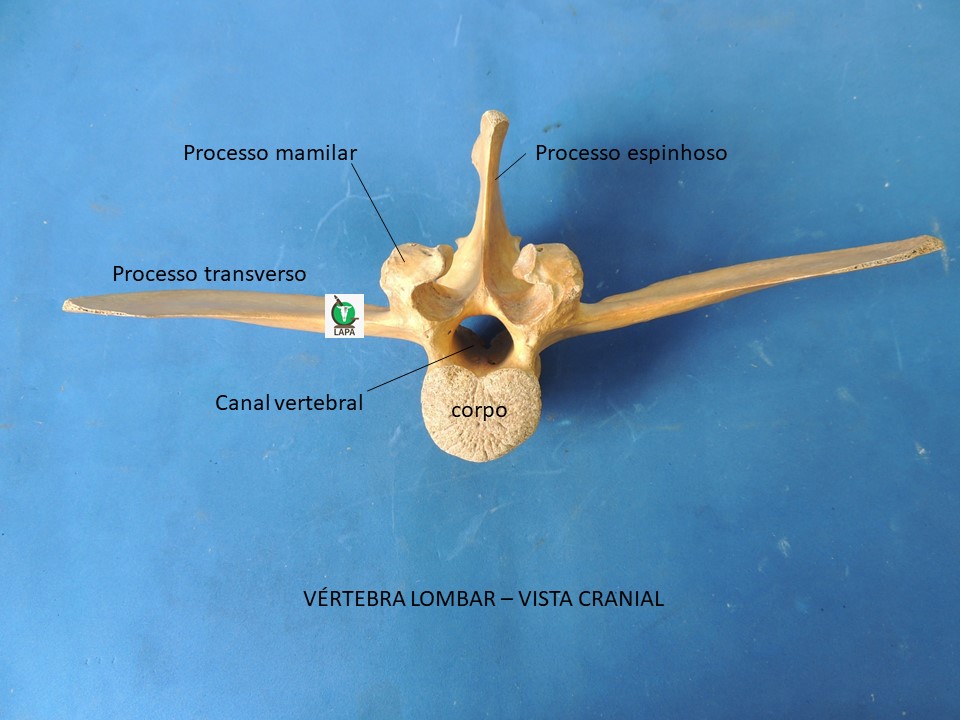 vértebra lombar vista cranial