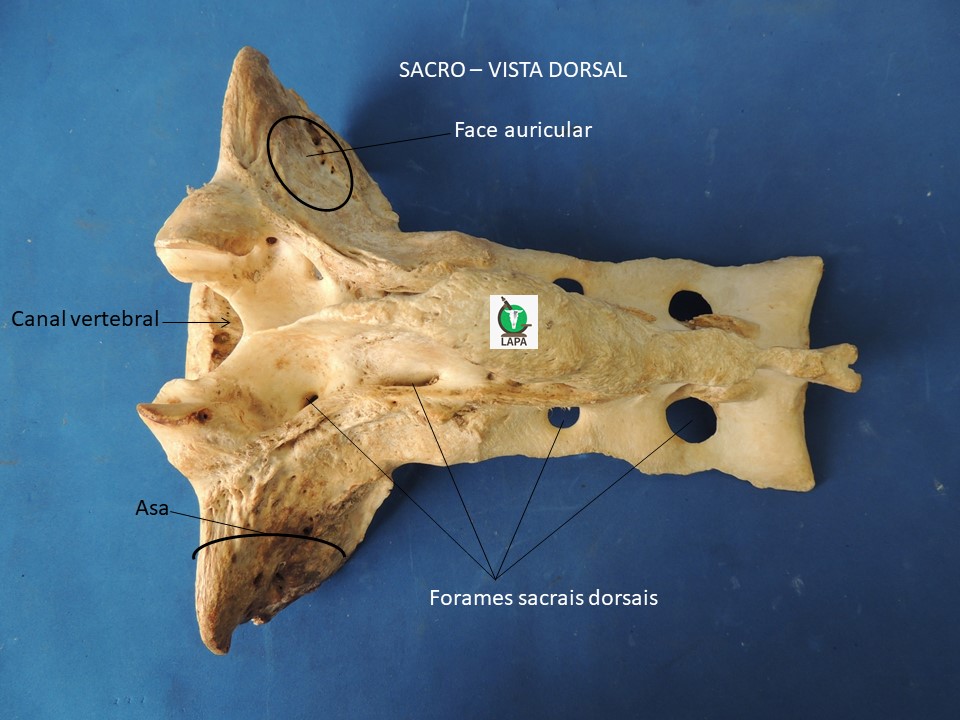 sacro vista dorsal