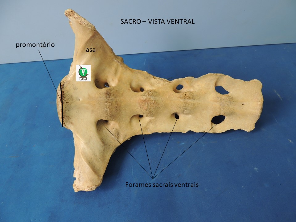 sacro vista ventral