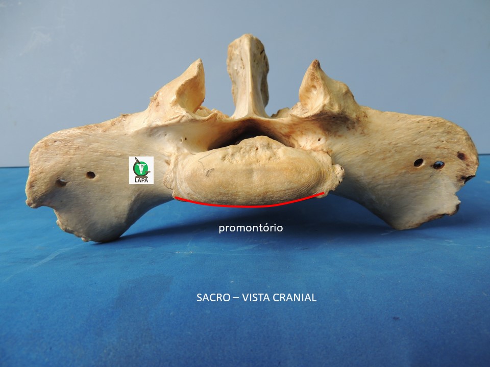 sacro vista cranial