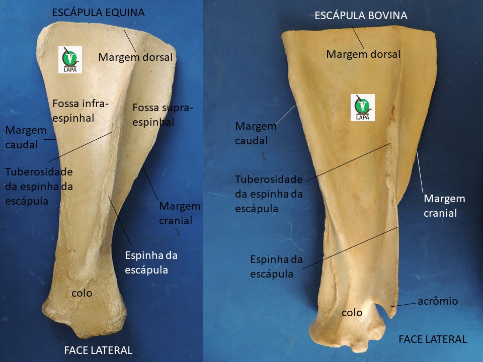 escápula vista lateral