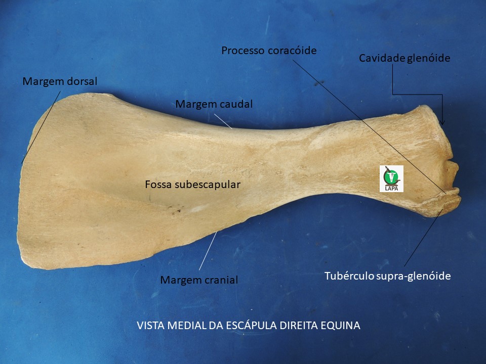 escápula vista medial