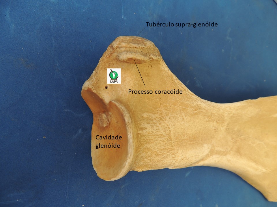 escápula região distal