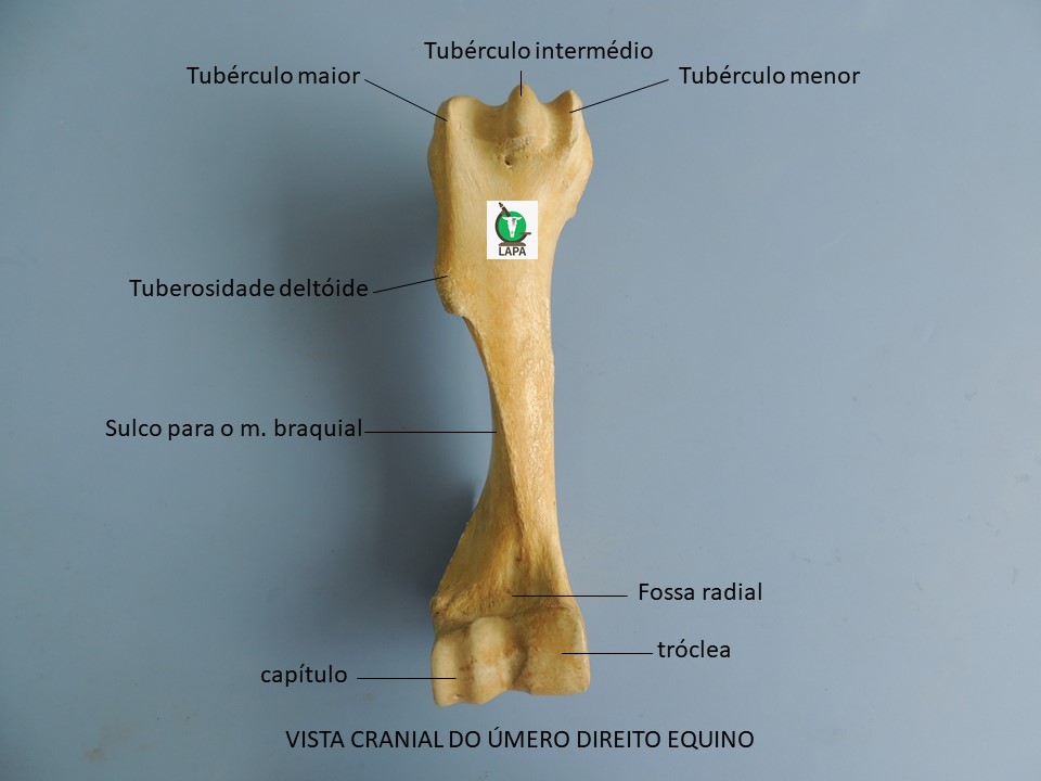 úmero vista cranial