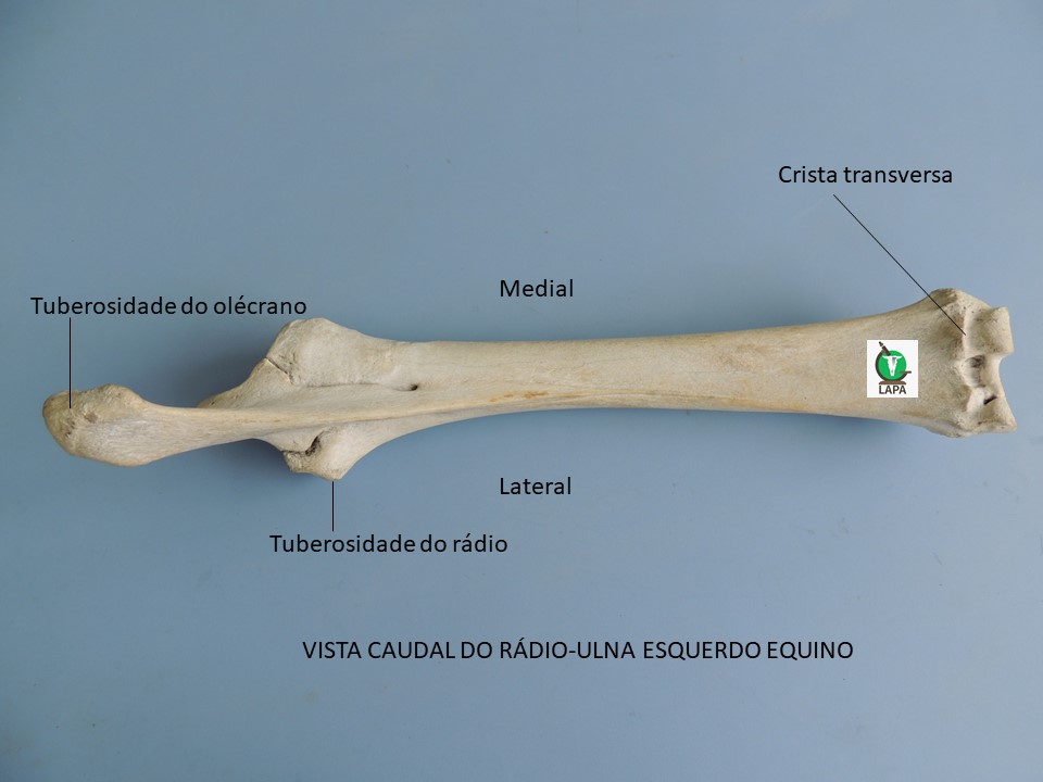 rádio e ulna vista caudal