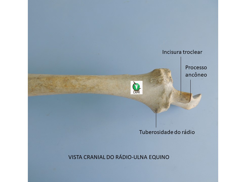 rádio e ulna vista cranial