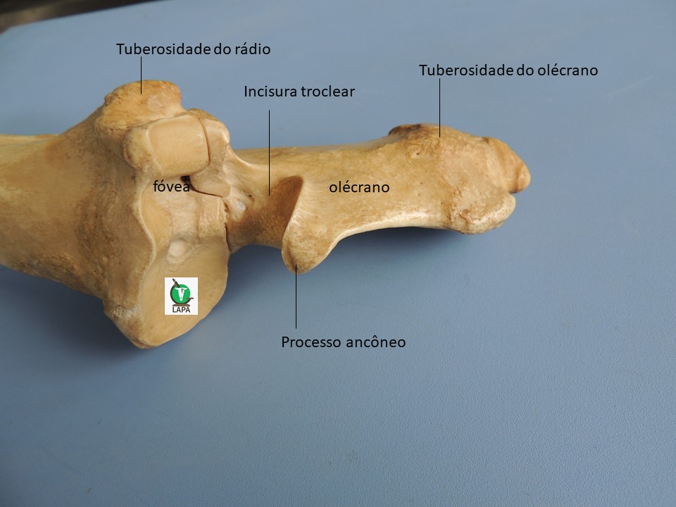 rádio e ulna região proximal