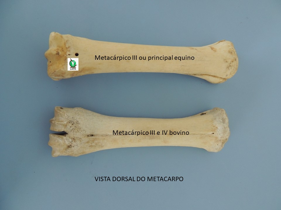 metacárpicos vista dorsal