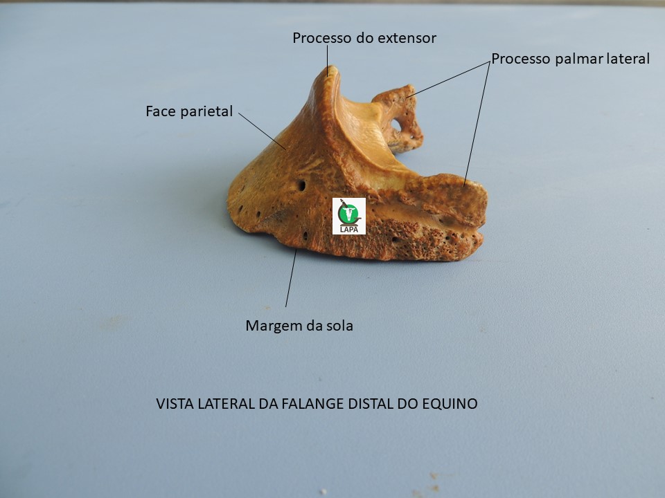 falange distal vista lateral