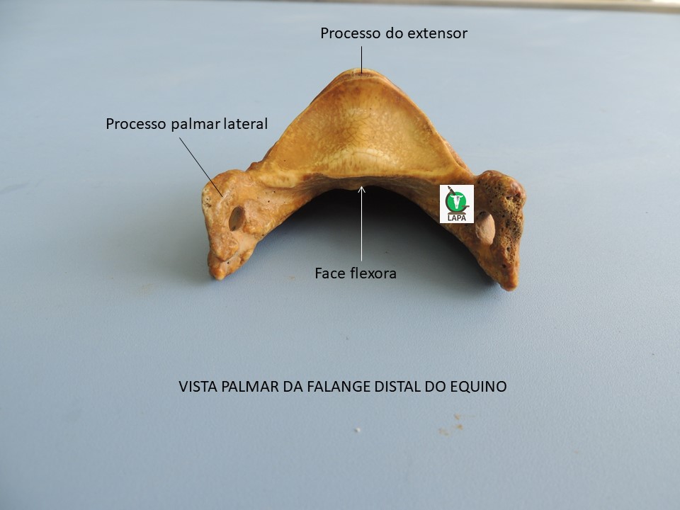 falange distal vista palmar