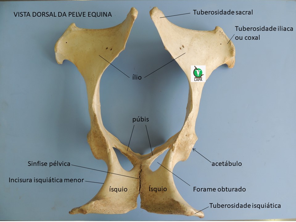 pelve vista dorsal