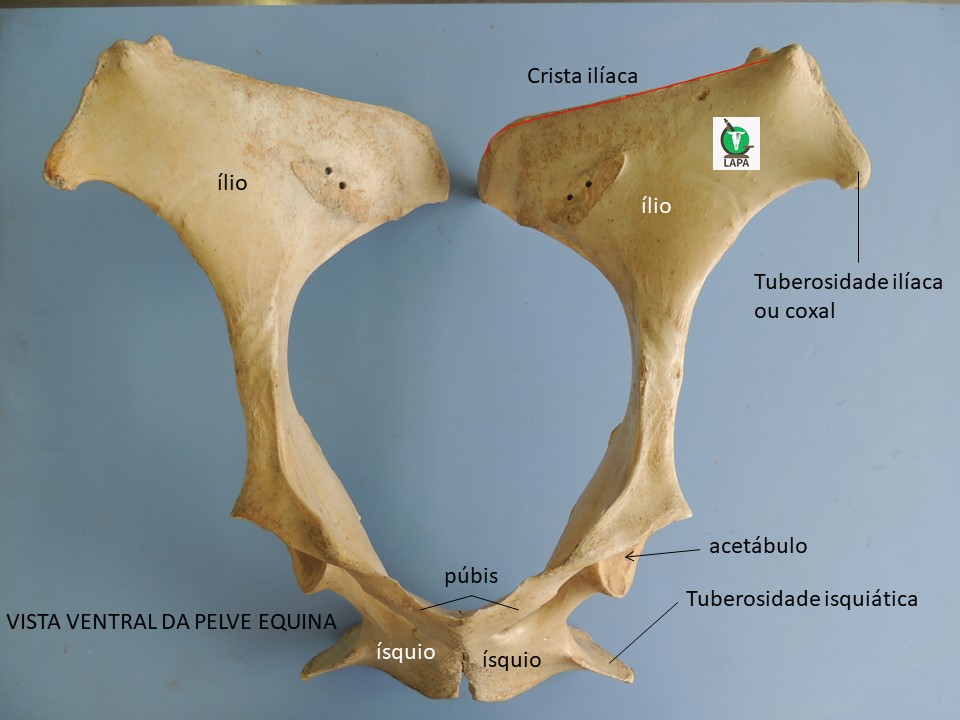 pelve vista ventral