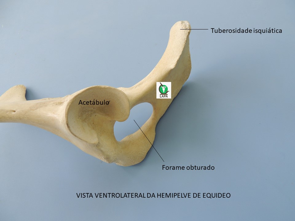 pelve vista ventrolateral