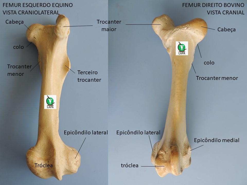 fêmur vista cranial