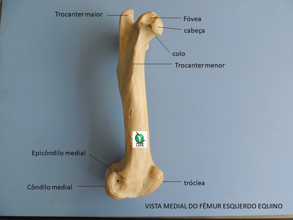 fêmur vista medial