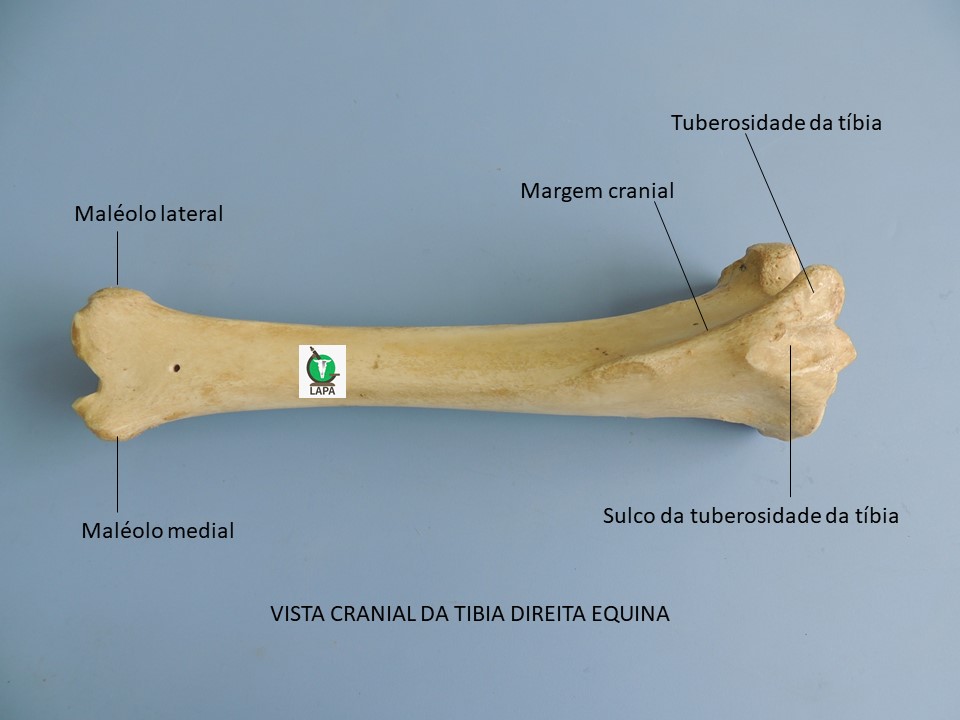 tíbia vista cranial