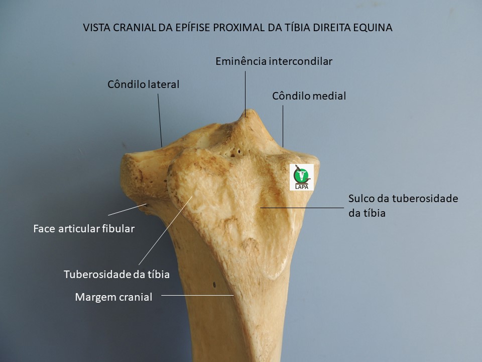 tíbia região proximal