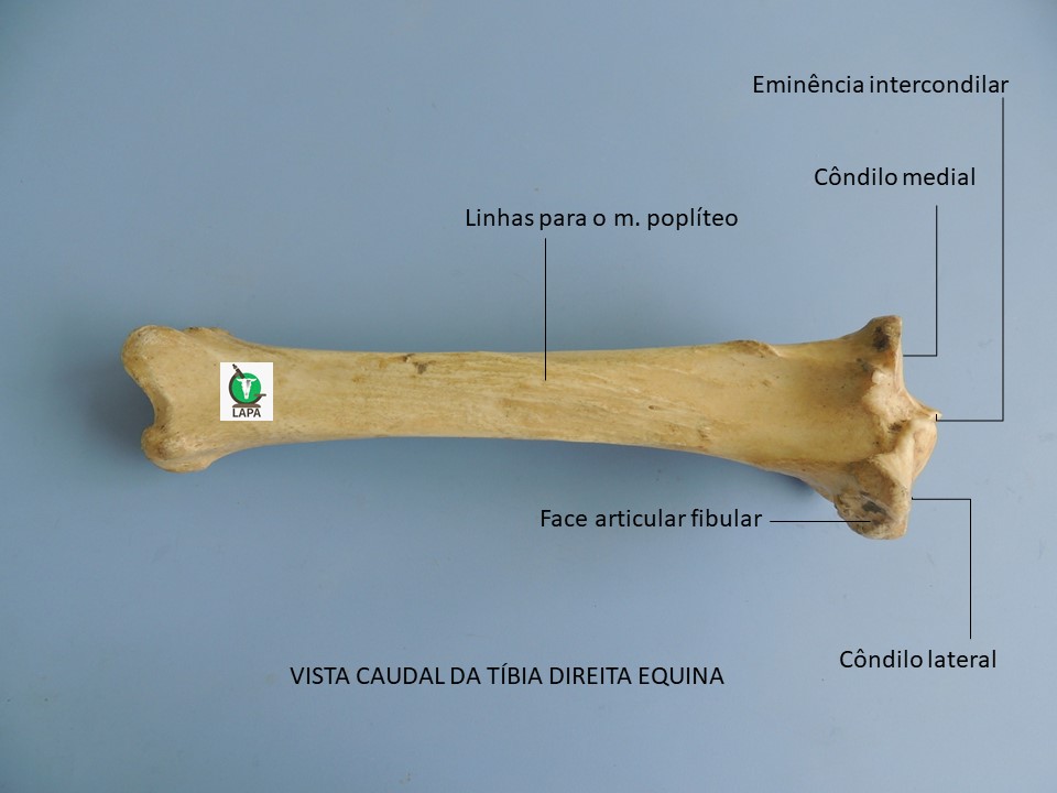 tíbia vista caudal