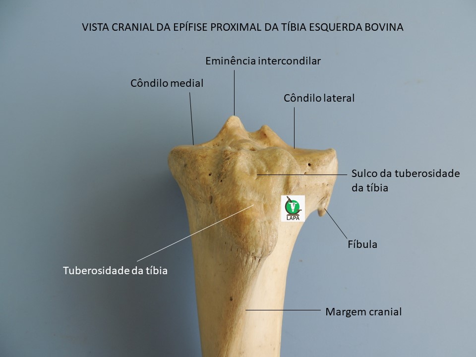 tíbia região proximal