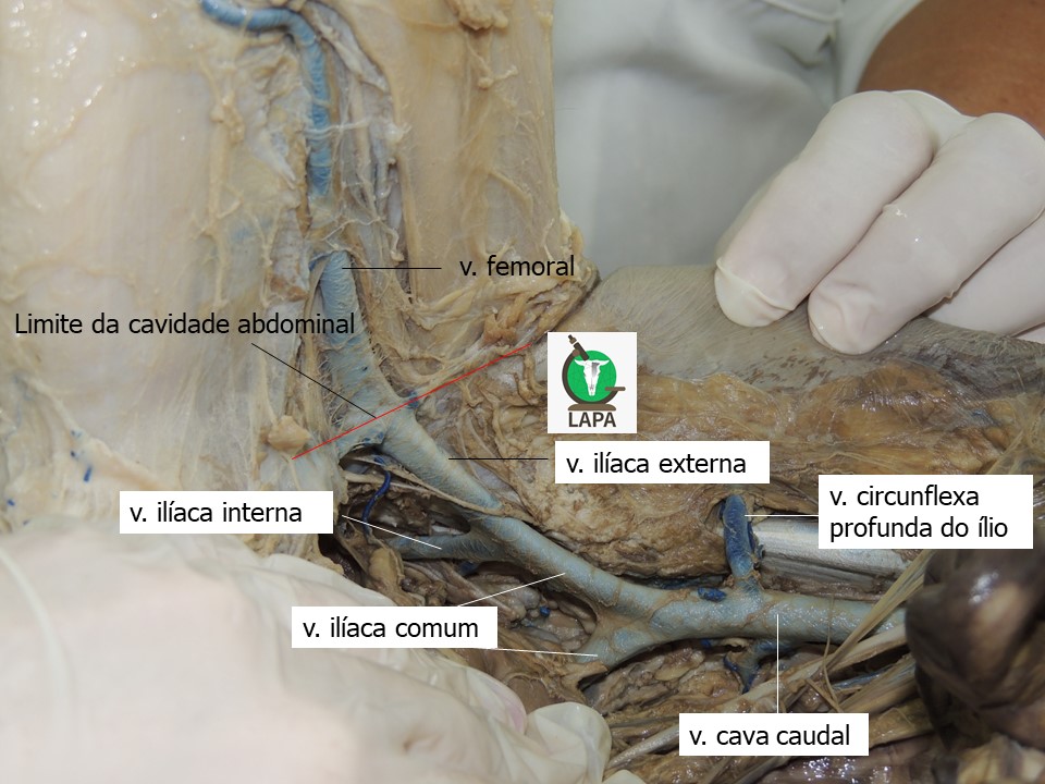 entrada cavidade abdominal