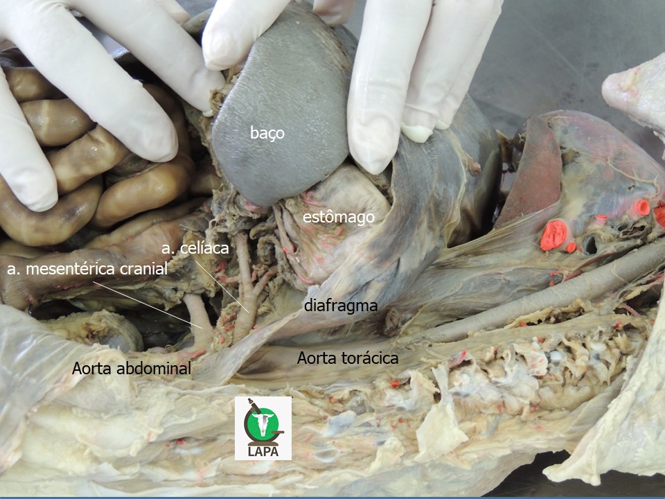 divisão aorta