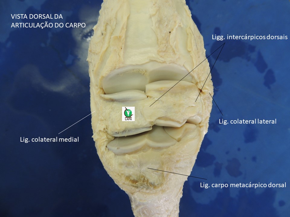 carpo dorsal