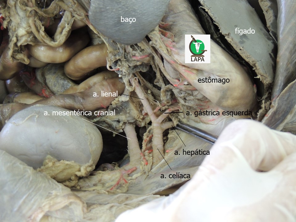 ramos aorta abdominal