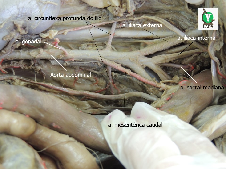 ramos terminais aorta abdominal