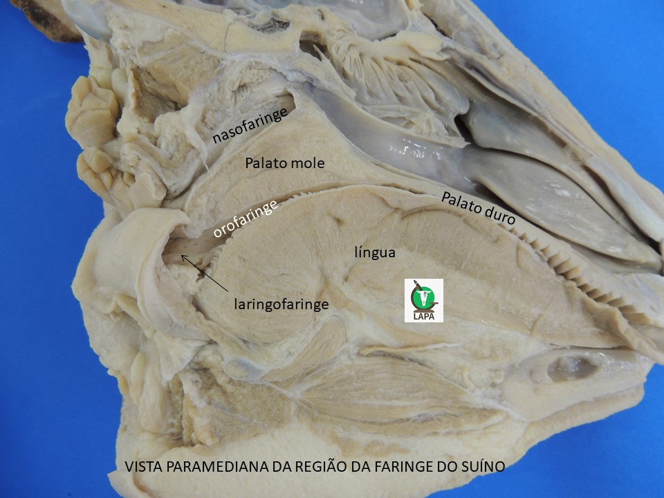 cabeça suíno