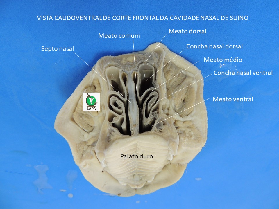 conchas nasais suíno