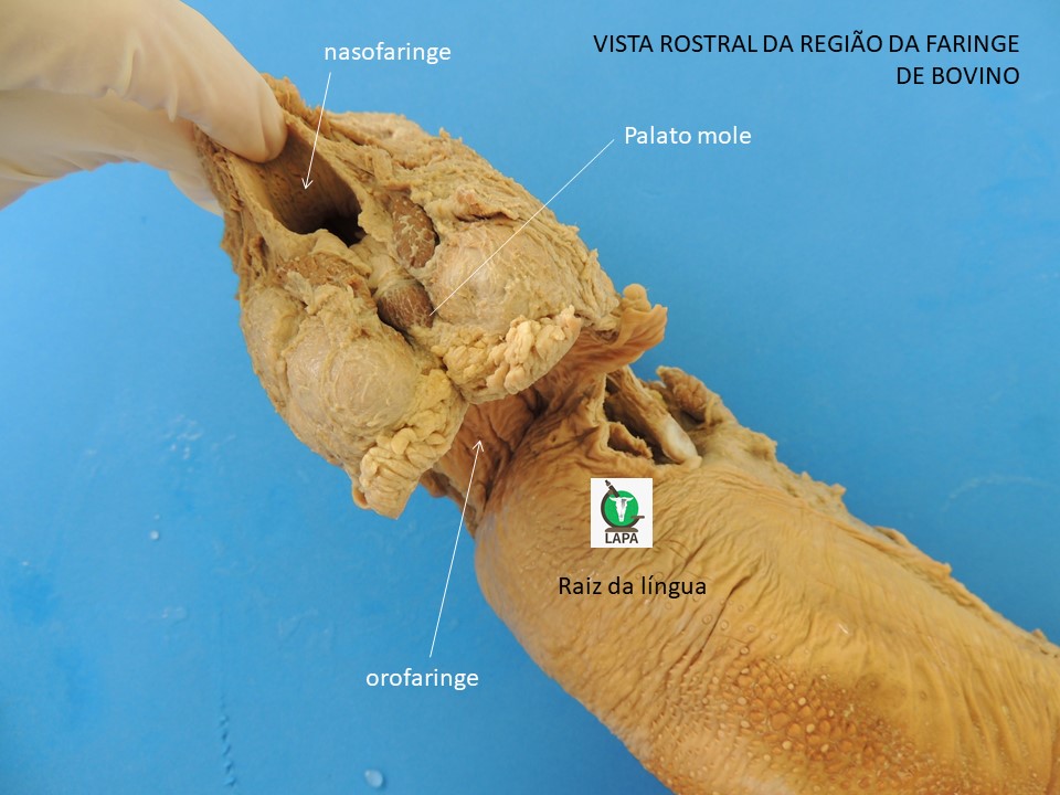 vista dorsal