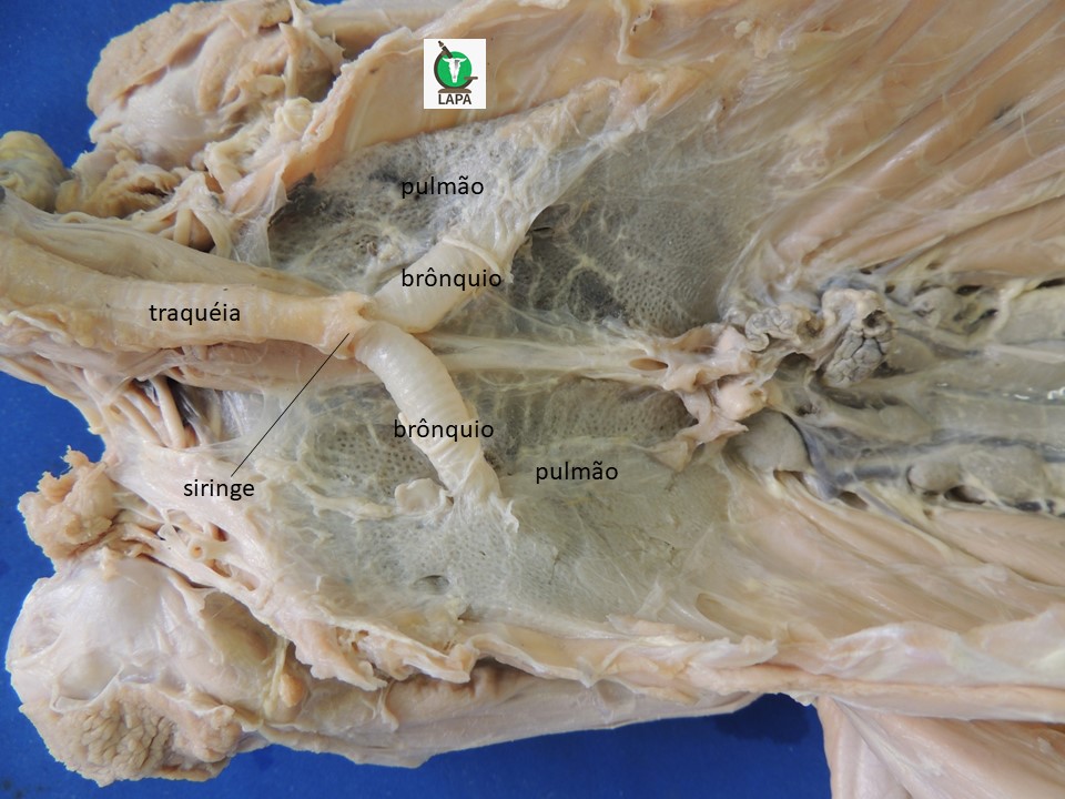 siringe, brônquios e pulmões