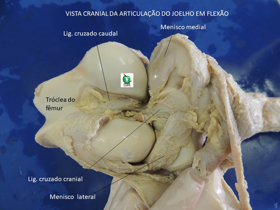 joelho flexionado equino