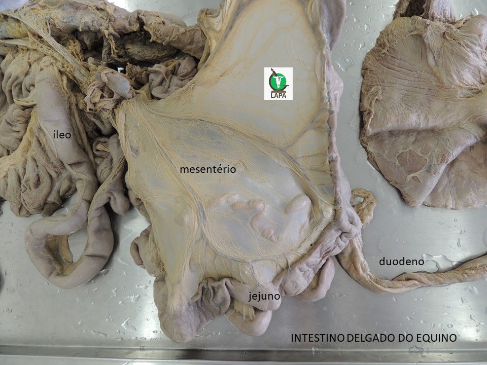 intestino delgado equino