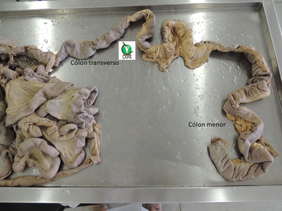 cólon transverso e menor equino