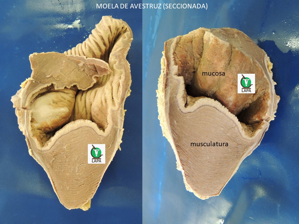 moela avestruz