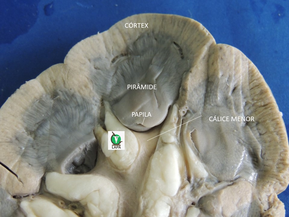 estrutura lobo rim bovino