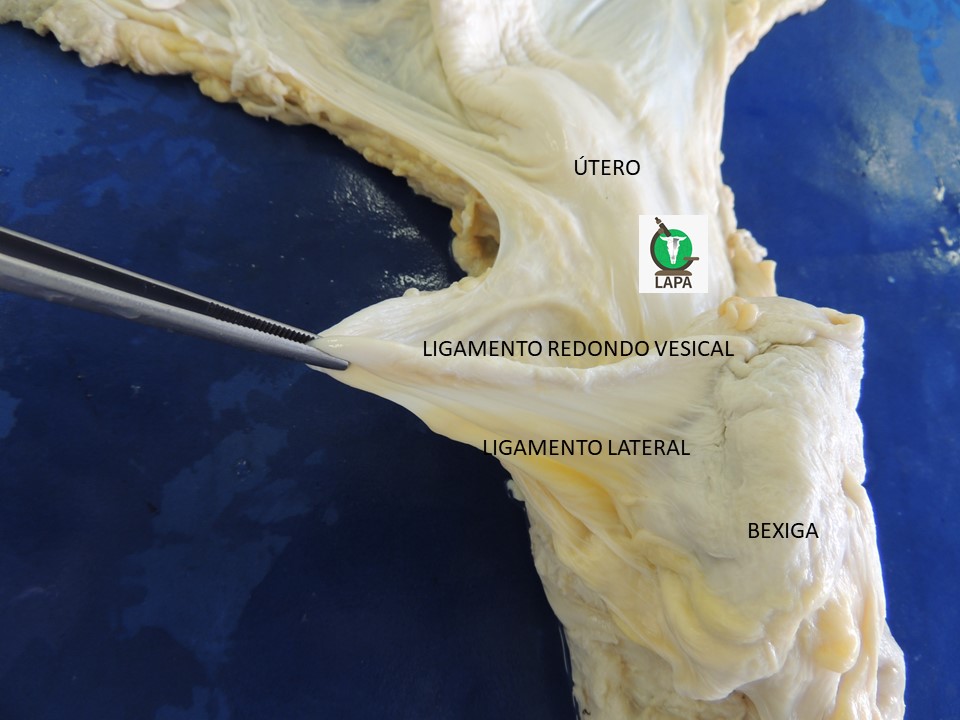 ligamentos bexiga égua