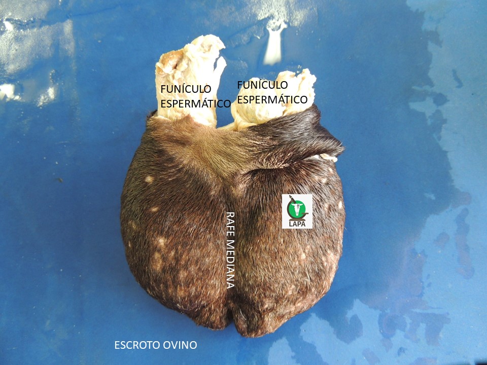 escroto ovino