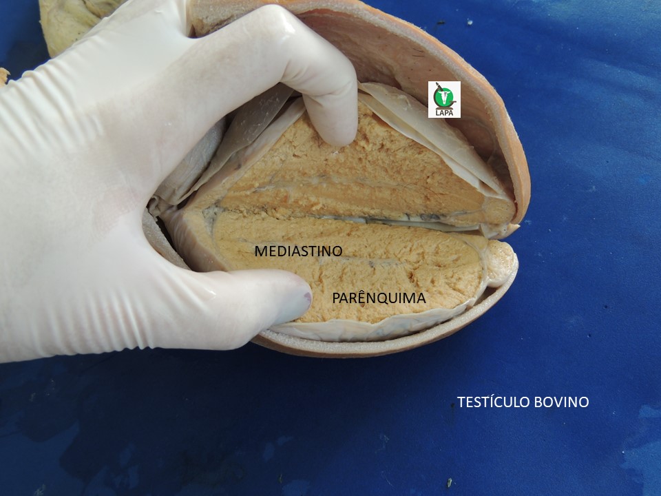 parênquima testicular