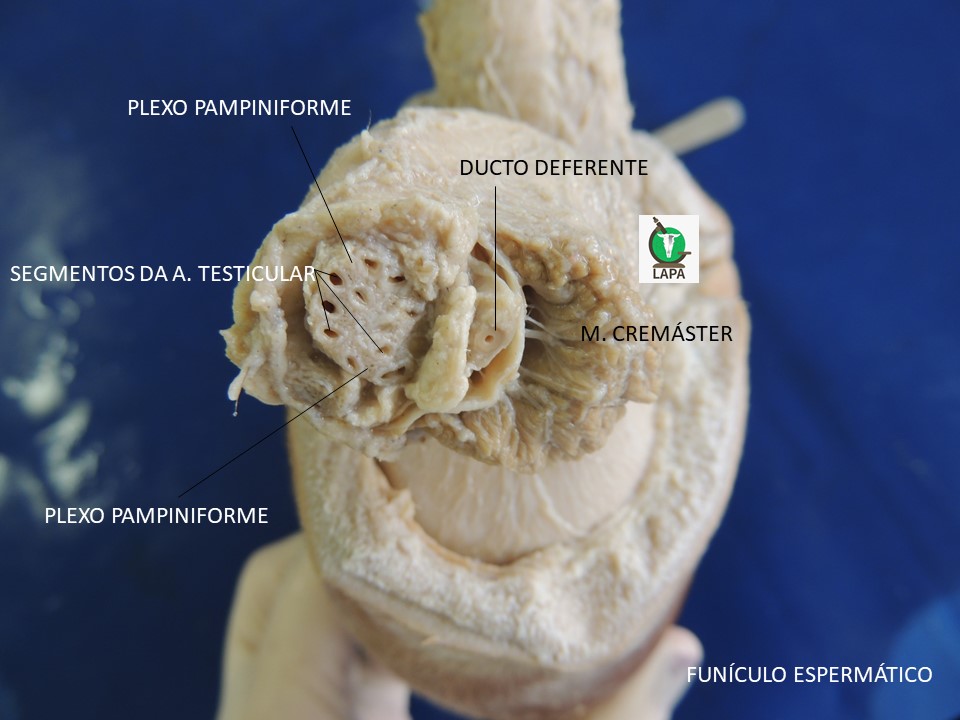 funículo espermático