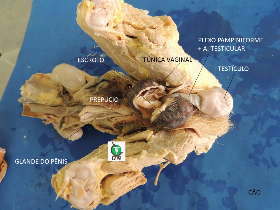 sistema genital masculino canino