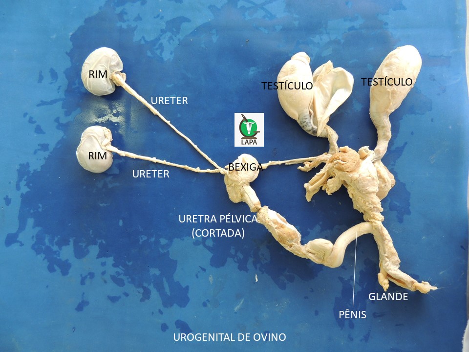 sistema urogenital ovino