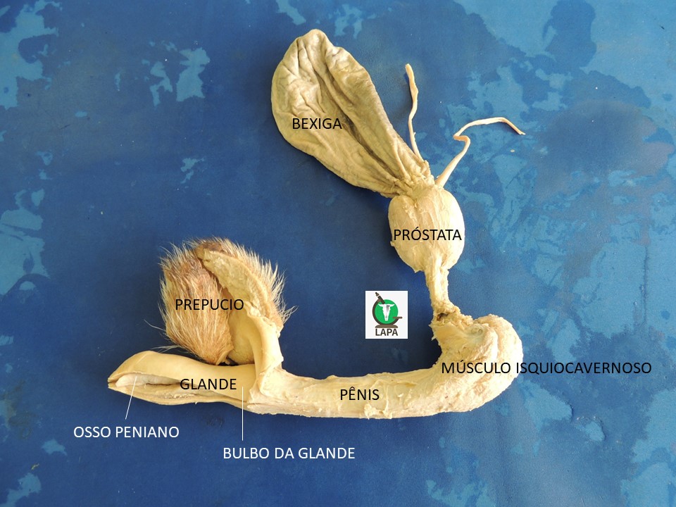 sistema urogenital de cão