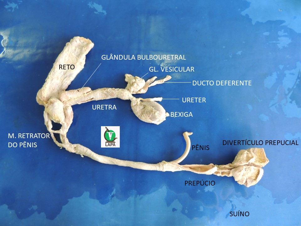 sistema genital masculino suíno