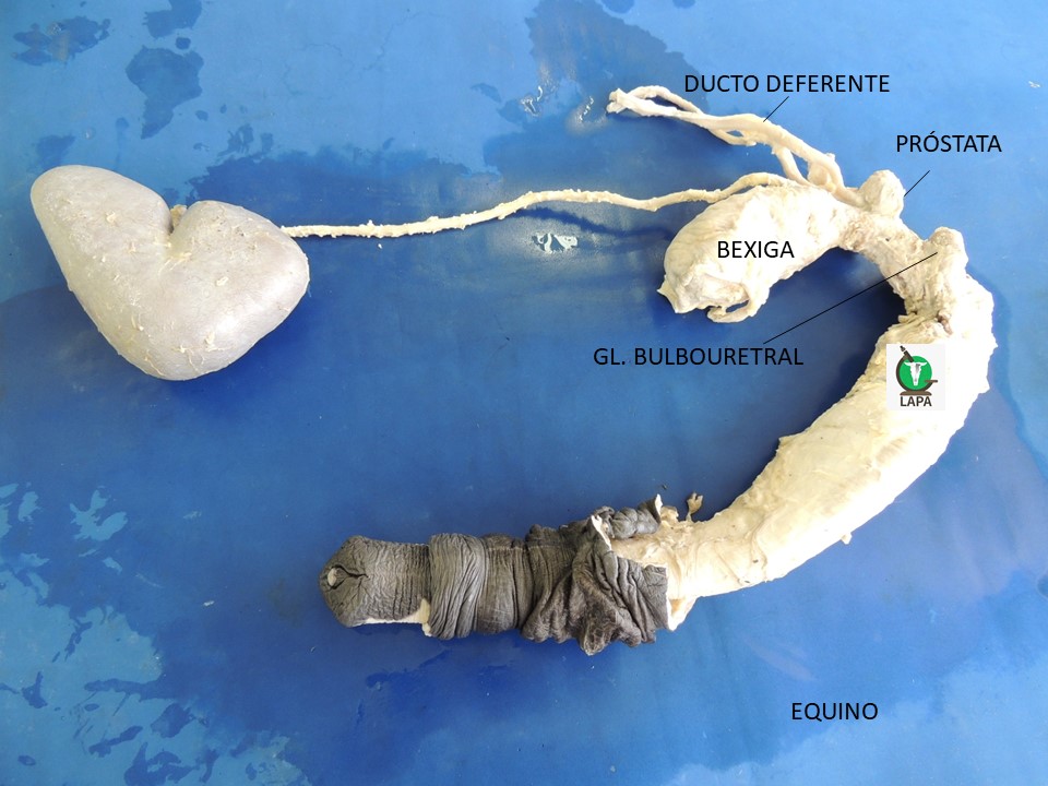 sistema urogenital equino