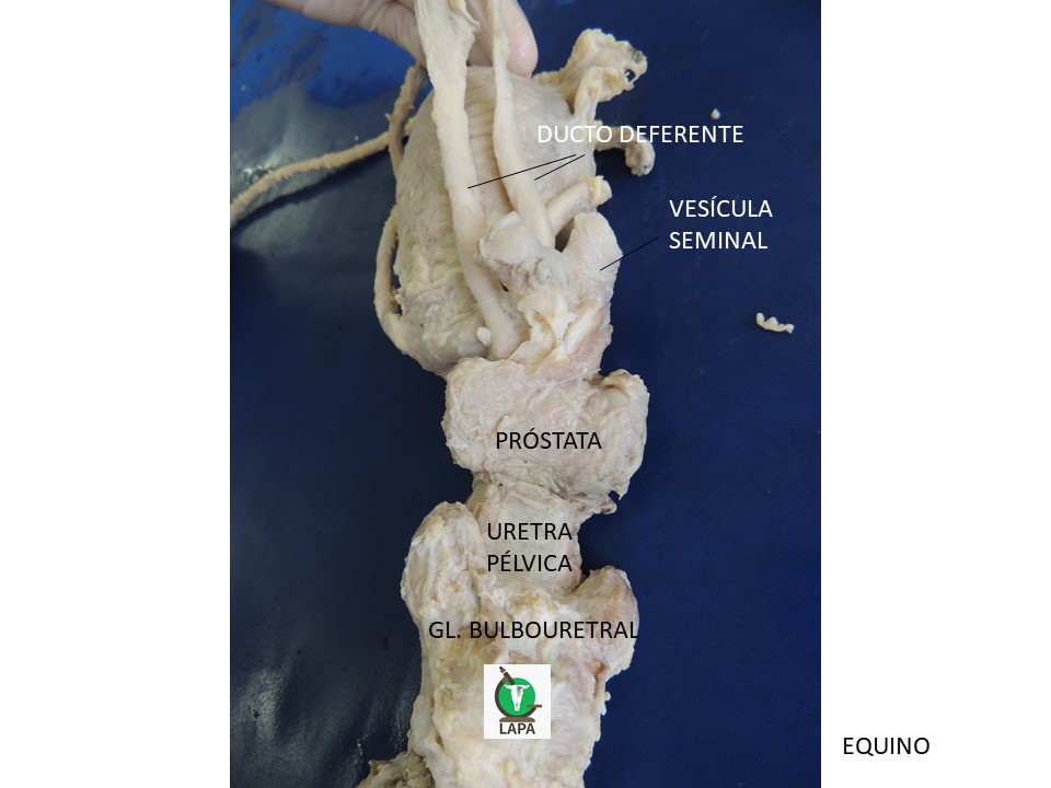 Glândulas anexas equino