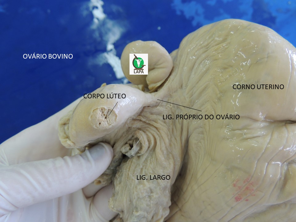 ligamentos ovário bovino